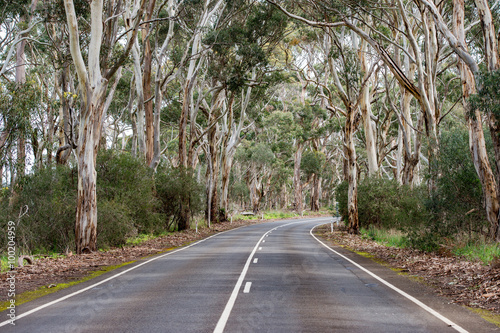 south australia road in eucalyptus forest