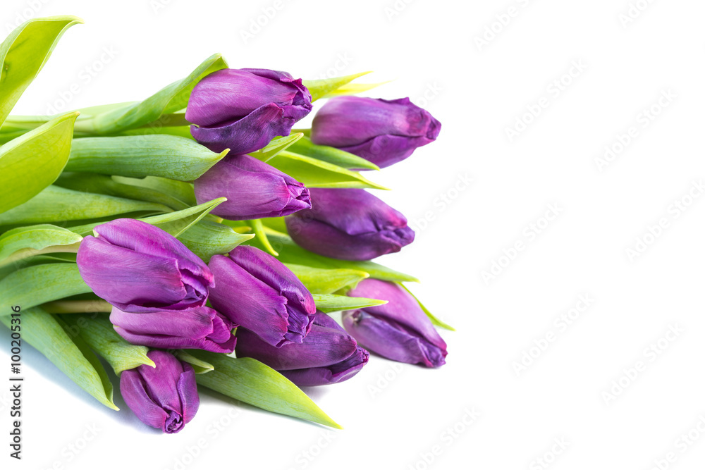 Purple tulips on white background Purple tulips on white background