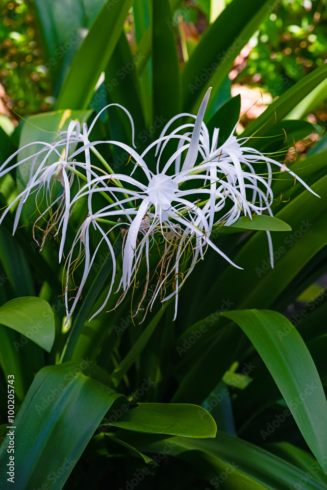 Obraz premium Spider lily white tropical flower in Tobago Caribbean ornamental variegated hymenocallis Caribaea