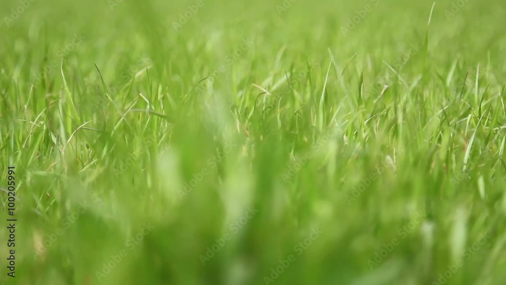 erba grass erba grass
