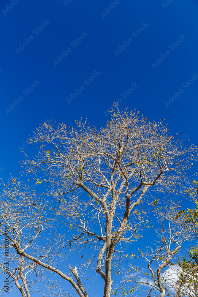 Tree against the sky background