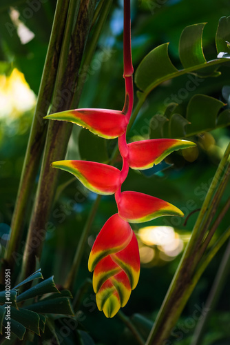 Hanging lobster claw Heliconia rostrata tropical flower bright red yellow green plant flora in Tobago Caribbean