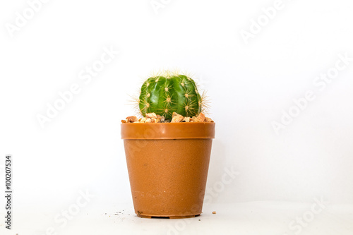 cactus isolated white background