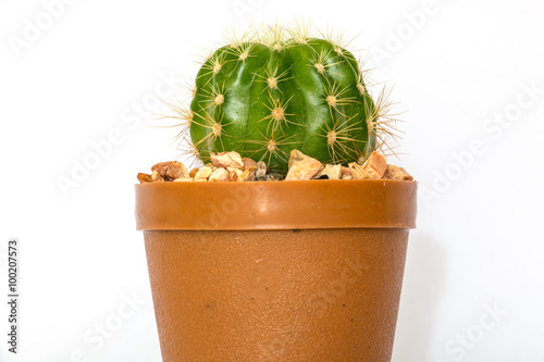 cactus isolated white background