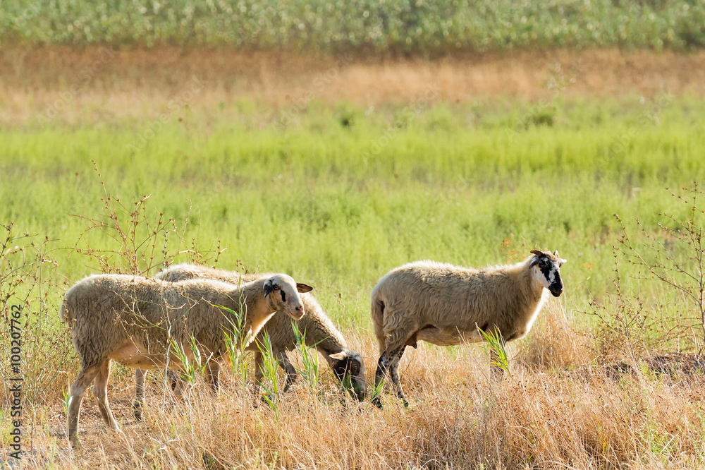 Fototapeta premium Sheep herd shepherds outside in a meadow.