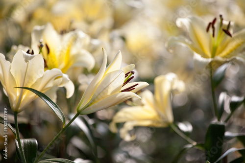 Closeup shot of white lily