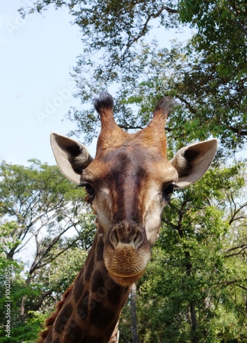 Portrait of a giraffe  Giraffa camelopardalis  with tree background