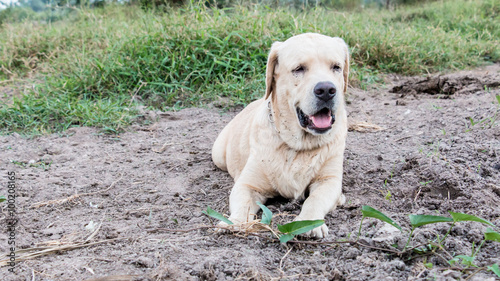 Labrador in the meadow