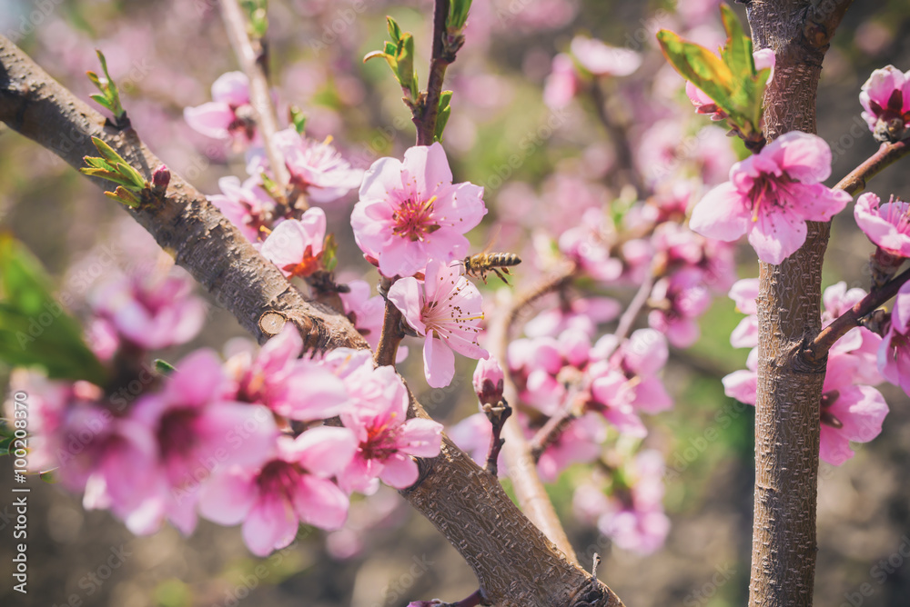 Cherry blossom, cherry tree, bud, bee, shallow depth of field.
Cherry blossom, cherry tree, bud, bee, shallow depth of field.