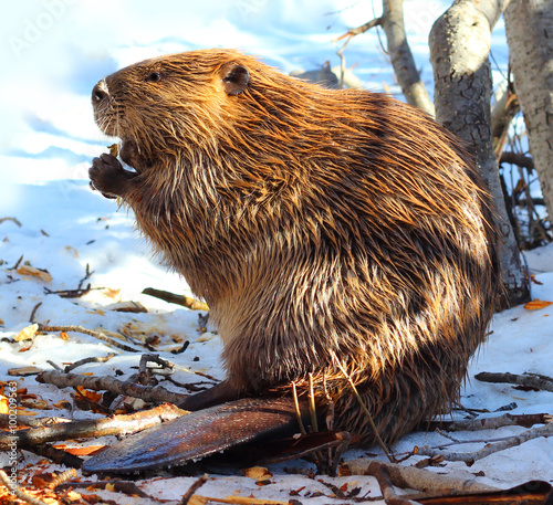 North American Beaver  photo