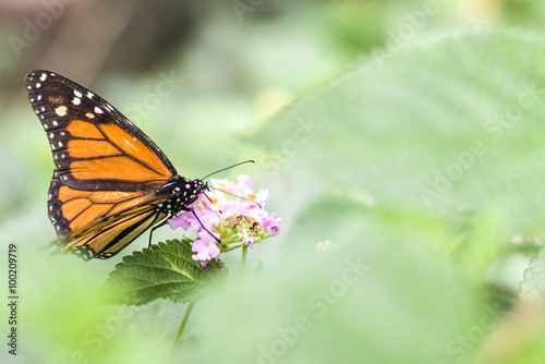 Monarch Butterfly / Mariposa Monarca © Mikel