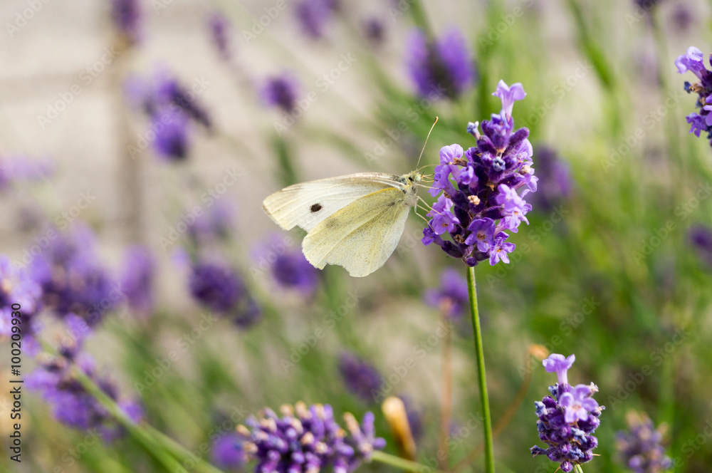 Naklejka premium Cabbage white butterfly at the lavender