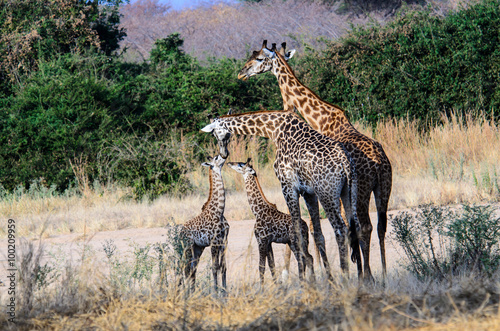 A Giraffe family in the bush