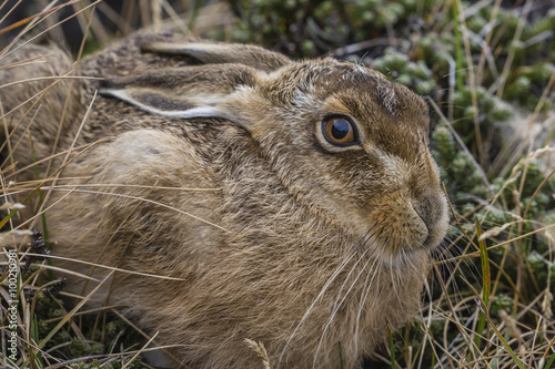 The introduced and very invasive European rabbit (Oryctolagus cuniculus), outside Stanley, Falkland Islands