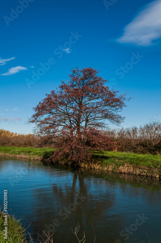 Paysage de Camargue en hiver