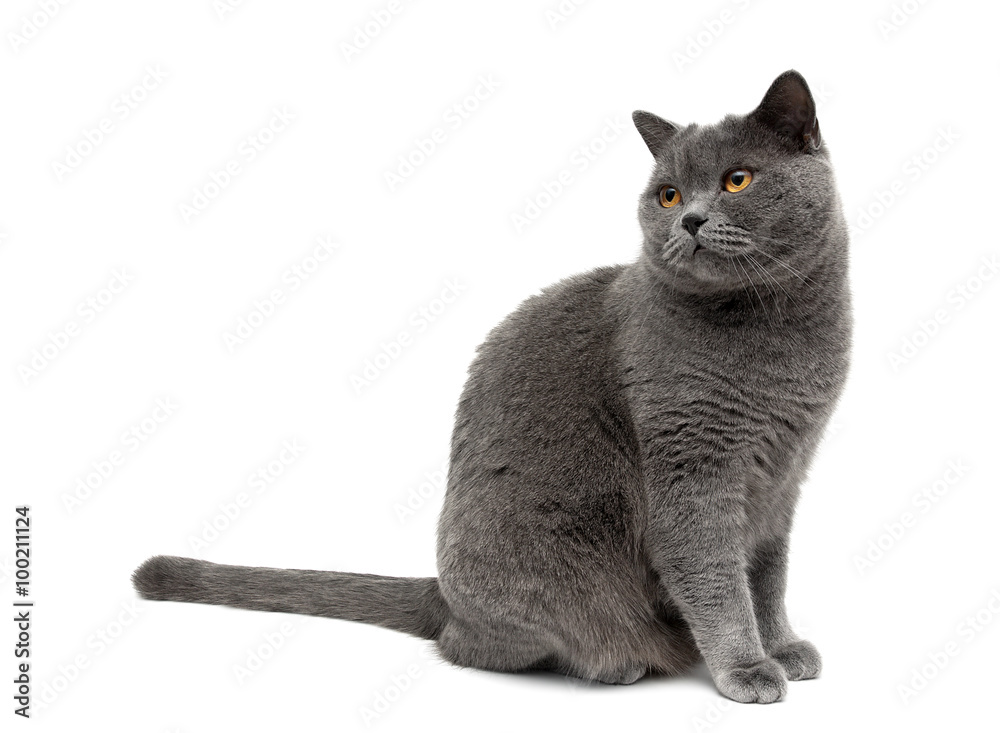 Fototapeta premium gray cat sits on a white background