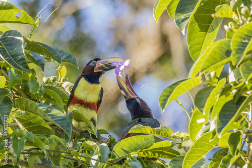 Chestnut-eared aracari (Pteroglossus castanotis), pair feeding within Iguazu Falls National Park, Misiones, Argentina photo