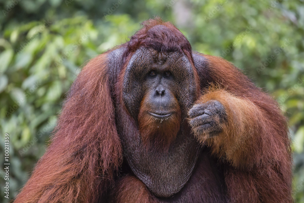 Reintroduced flanged male orangutan (Pongo pygmaeus), Camp Leakey, Tanjung Puting National Park, Borneo, Indonesia Reintroduced flanged male orangutan (Pongo pygmaeus), Camp Leakey, Tanjung Puting National Park, Borneo, Indonesia
