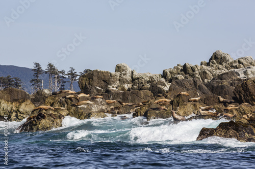 Steller sea lion (Eumetopias jubatus) haul out on S'Gang Gwaay Llanagaay, Anthony Island, Haida Gwaii (Charlotte Islands), British Columbia, Canada photo