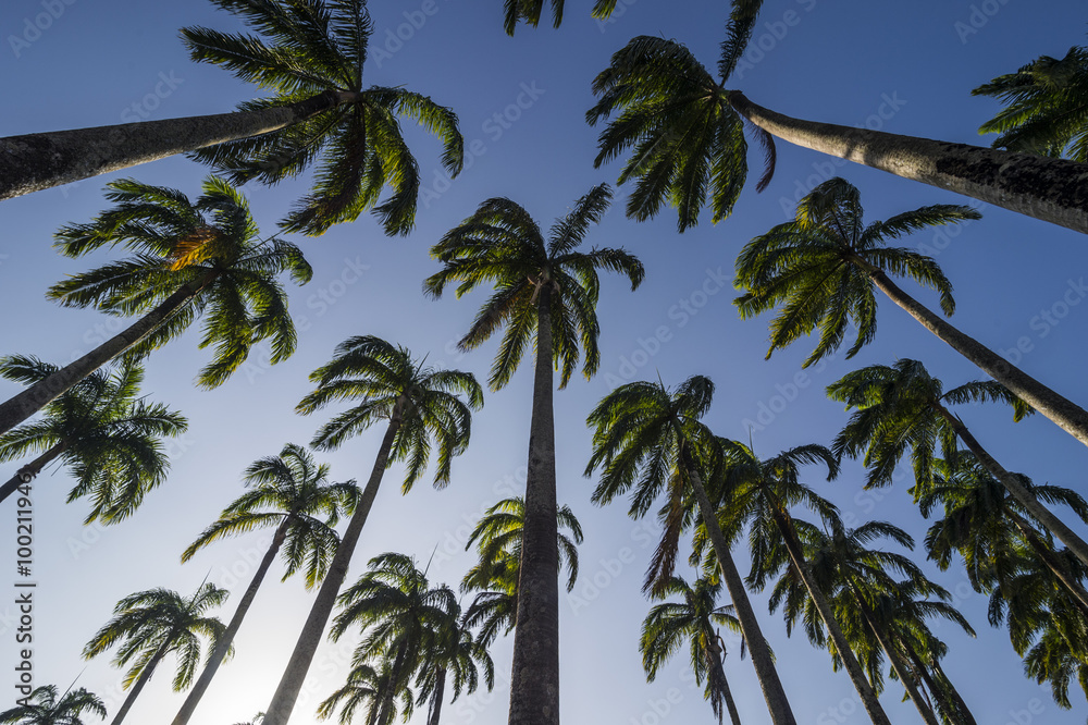 Palm grove in the heart of Cayenne, French Guiana, Department of France Palm grove in the heart of Cayenne, French Guiana, Department of France