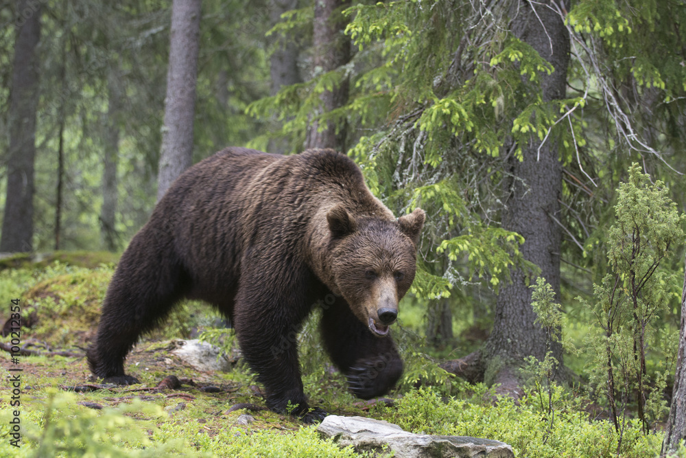European brown bear (Ursus arctos), Kuhmo, Finland European brown bear (Ursus arctos), Kuhmo, Finland