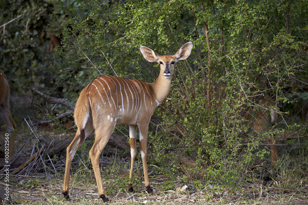 Nyala (Tragelaphus angasii) female, Kruger National Park Nyala (Tragelaphus angasii) female, Kruger National Park