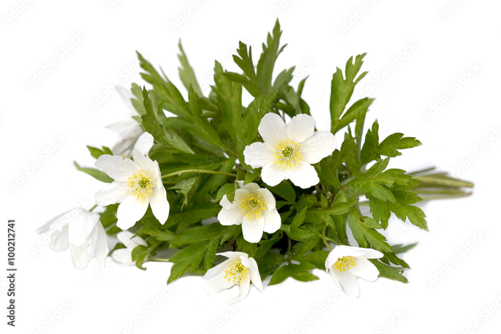 Obraz premium Bouquet of anemones on a white background