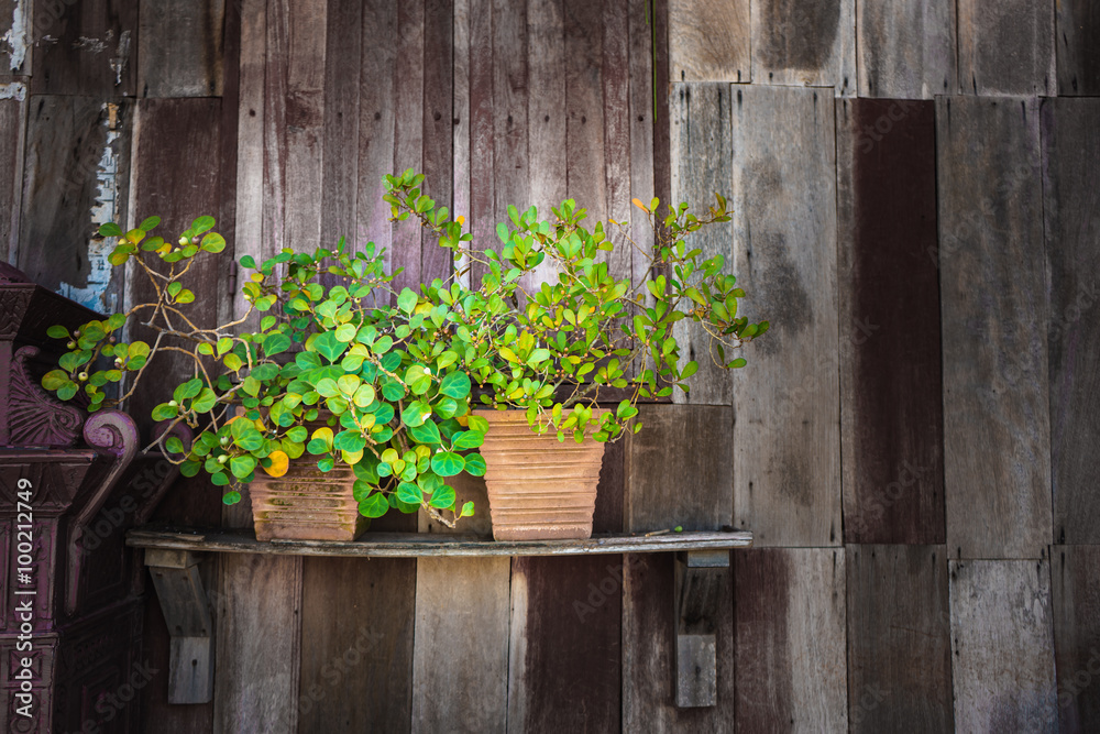 Green plant pot place on wooden wall