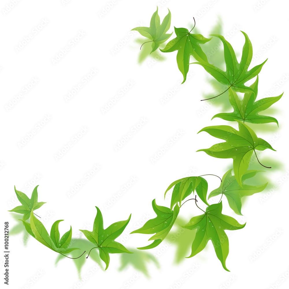 Fresh green maple leaves falling and spinning on white