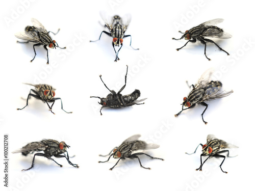 Collection of common houseflies Musca domestica isolated on white background photo