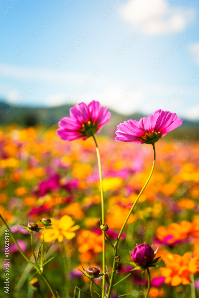 Beautiful Cosmos flowers in nature environment Beautiful Cosmos flowers in nature environment