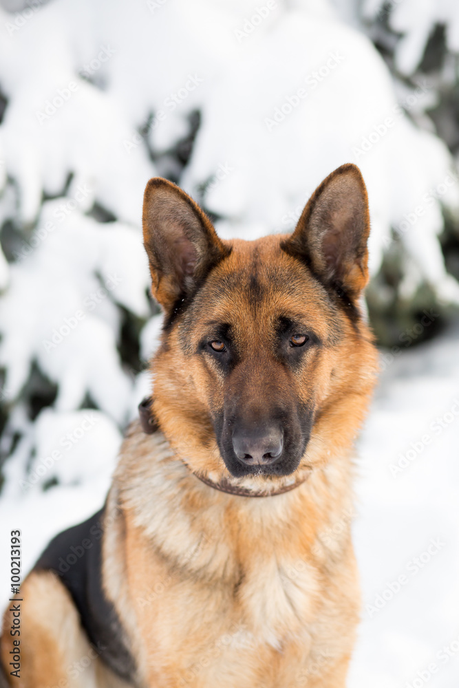German Shepherd dog, standing in the snow German Shepherd dog, standing in the snow
