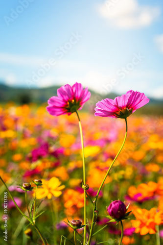 Beautiful Cosmos flowers in nature environment © thanmano