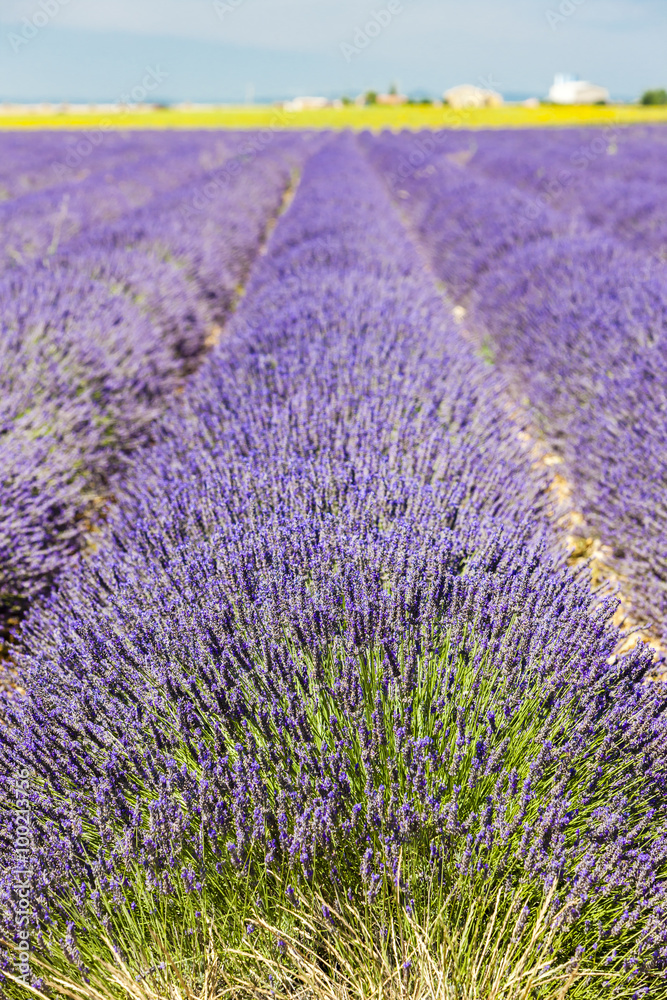 Obraz premium lavender field, Plateau de Valensole, Provence, France