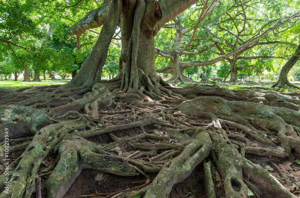 Weeping fig tree in Royal Botanical Garden Peradeniya. Sri Lanka