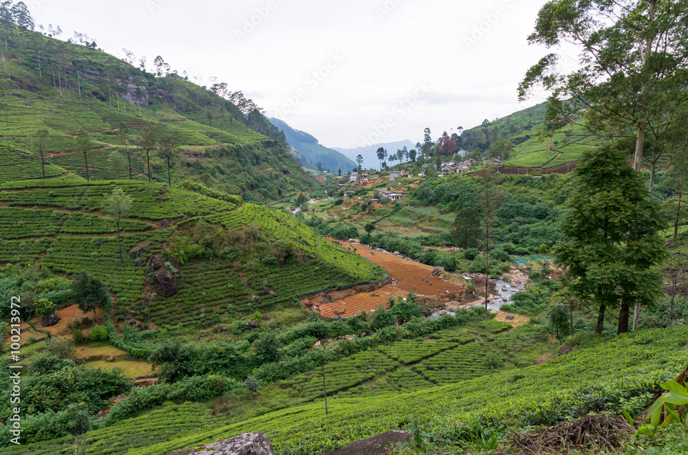 Rural landscape with tea plantation near Nuwara Eliya, Sri Lanka