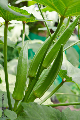 Young green okra on tree in vegetable garden garden