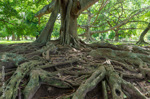 Weeping fig tree in Royal Botanical Garden Peradeniya. Sri Lanka © arkady_z
