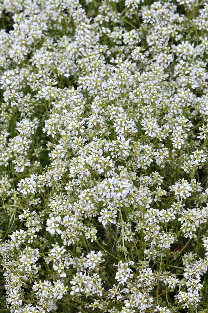 The small white flowers on a Common scurvygrass Cochlearia officinalis plant