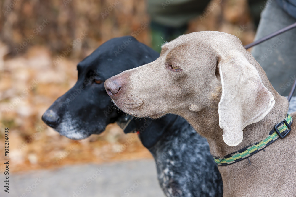 portrait of hunting dogs