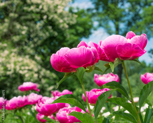 Pink peony flower  