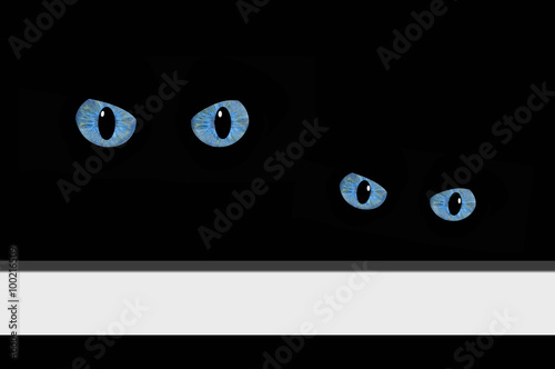 Gatos, ojos, azules, animal, fondo negro, etiqueta blanca
