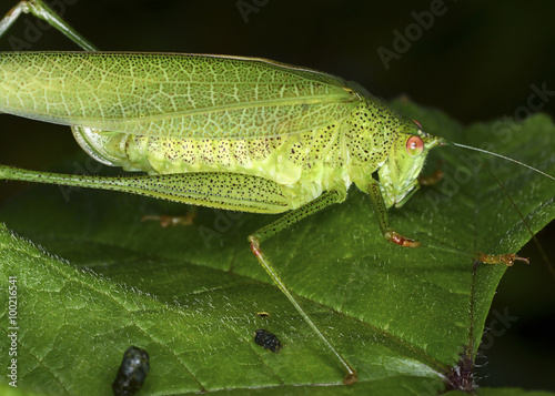 Phaneroptera nana, a species of katydids crickets belonging to the family Tettigoniidae subfamily Phaneropterinae