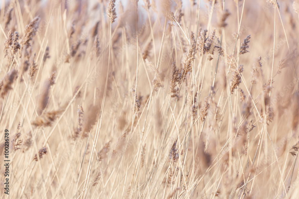 Obraz premium Background of dry grass