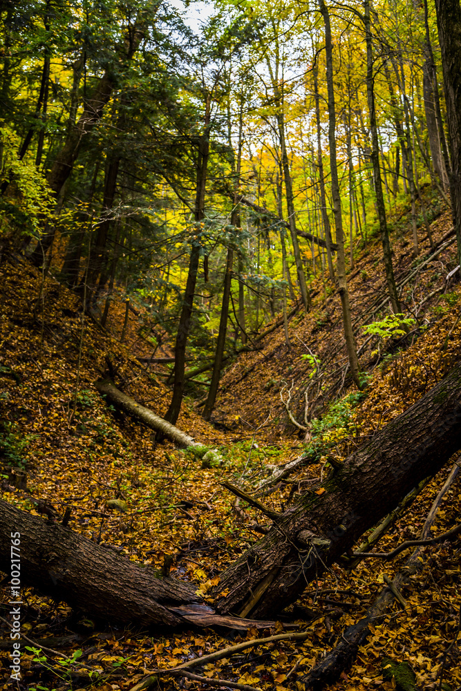 Fototapeta premium Forest in Autumn