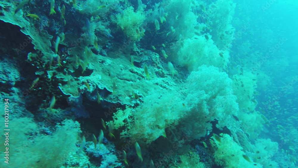 Coral reef and tropical Fish. Coral reef and tropical Fish.