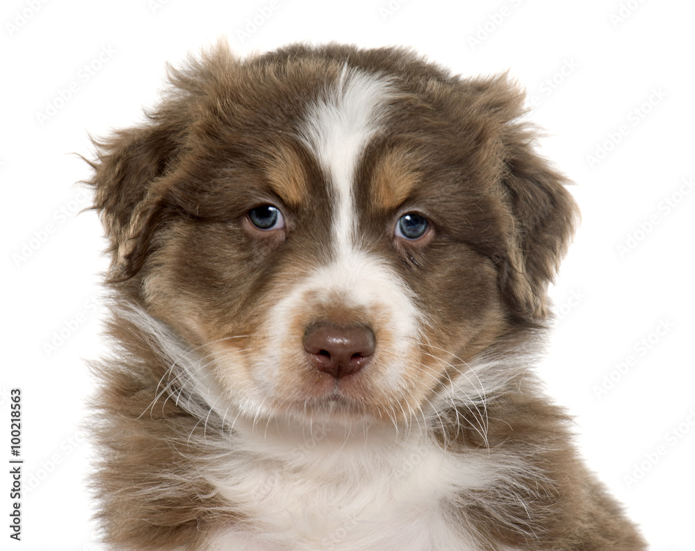 puppy australian shepherd puppy australian shepherd