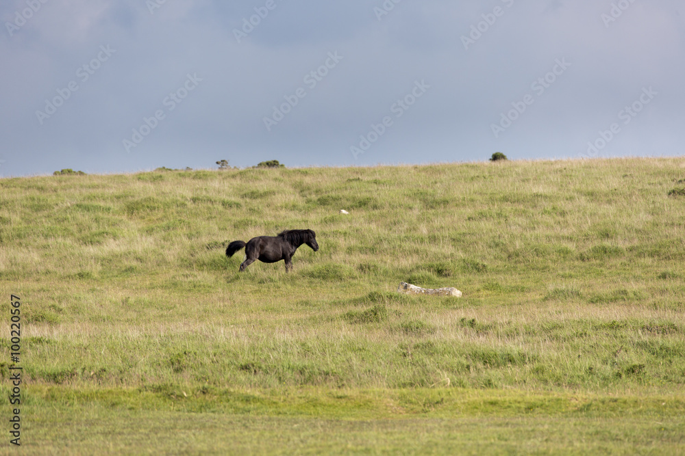 Dartmoorpony