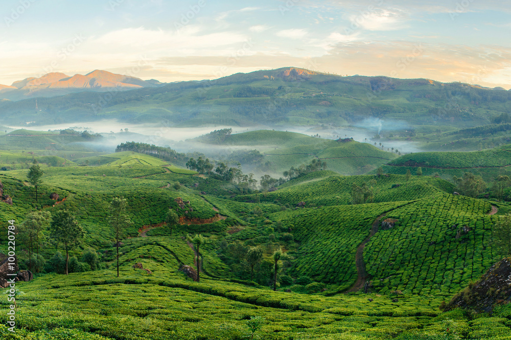 Mountain tea plantations in Munnar