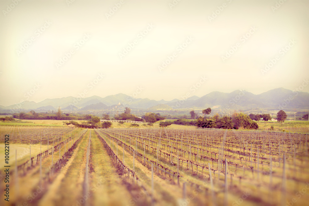 countryside vineyards